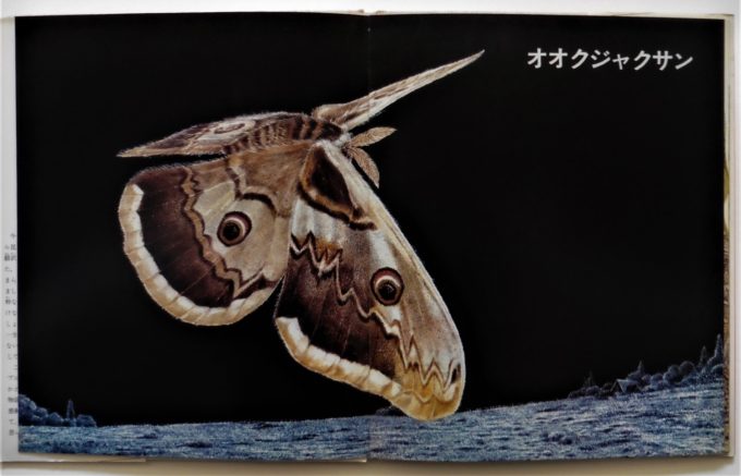 大人のための絵本入門